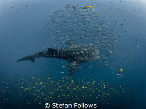 Big Fish Small Fish 

Whale Shark - Rhincodon typus

... by Stefan Follows 